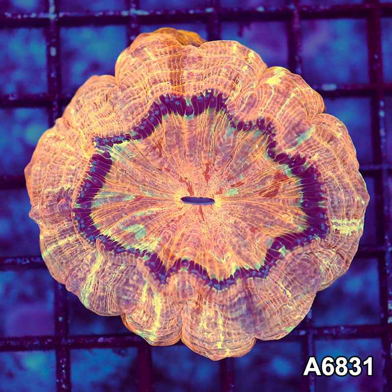 Item#A6831LW6831(S) WYSIWYG Indo Ultra Unique Acanthophyllia