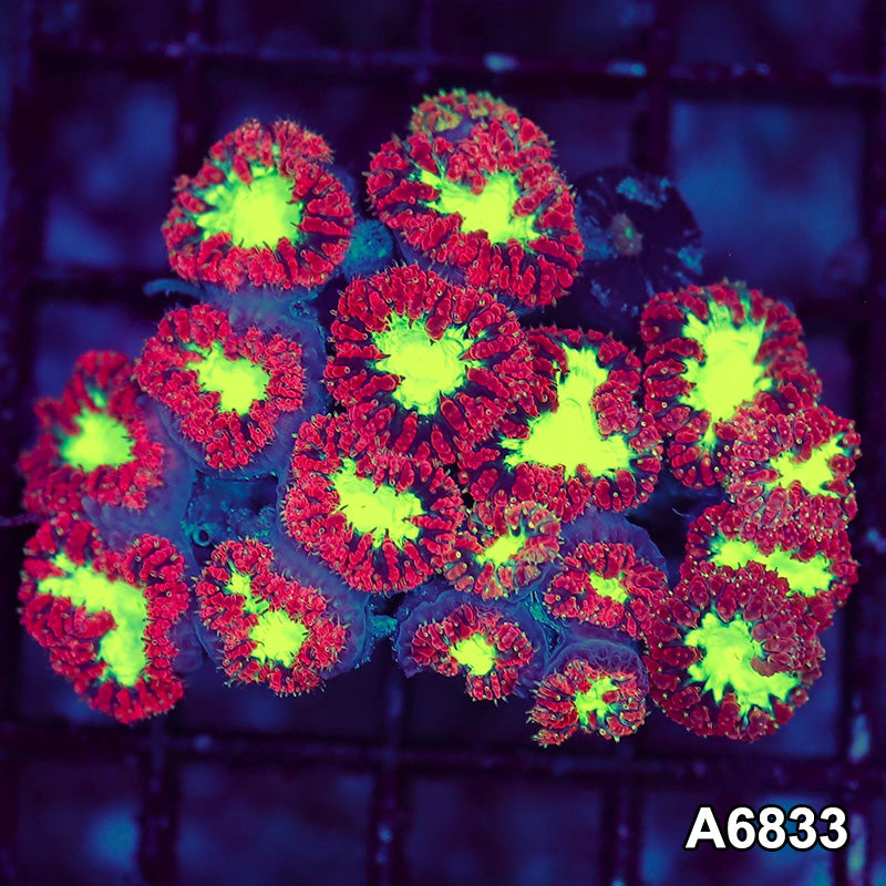 Item#A6833LW6833(S) WYSIWYG Aussie Ultra Blastomussa Mini Colony