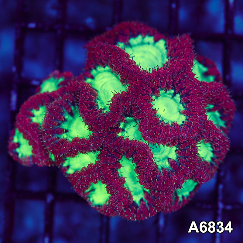 Item#A6834LW6834(S) WYSIWYG Aussie Ultra Blastomussa Mini Colony