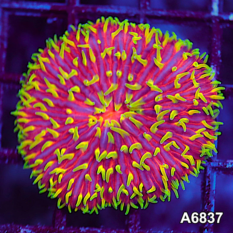 Item#A6837LW6837(S) WYSIWYG Indo Ultra Unique Yellow Tip Hairy Fungia