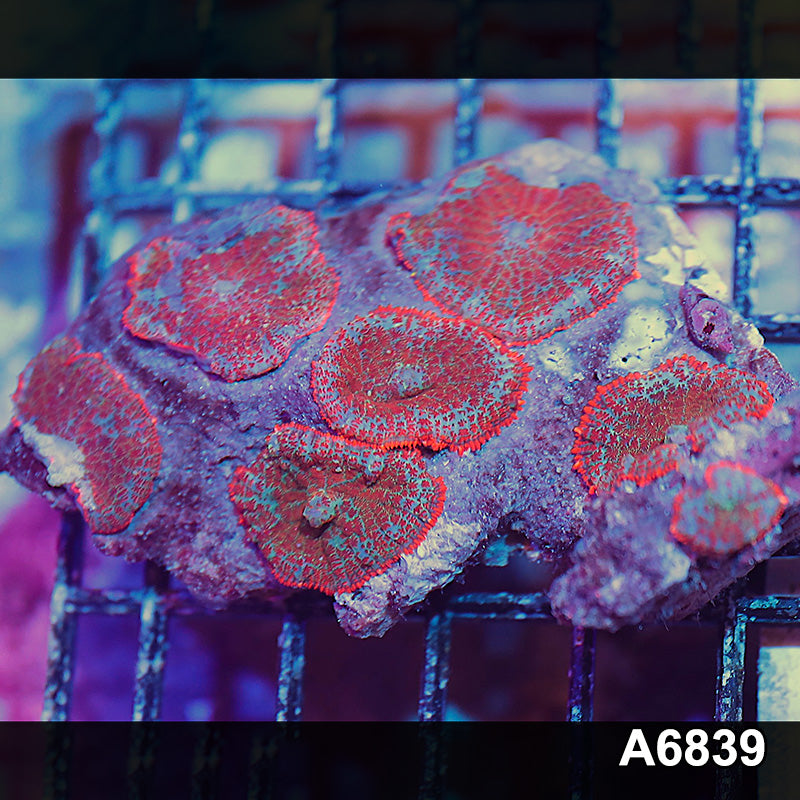 Item#A6839IN6839(S) WYSIWYG Indo Ultra Rhodactis Mushroom Colony