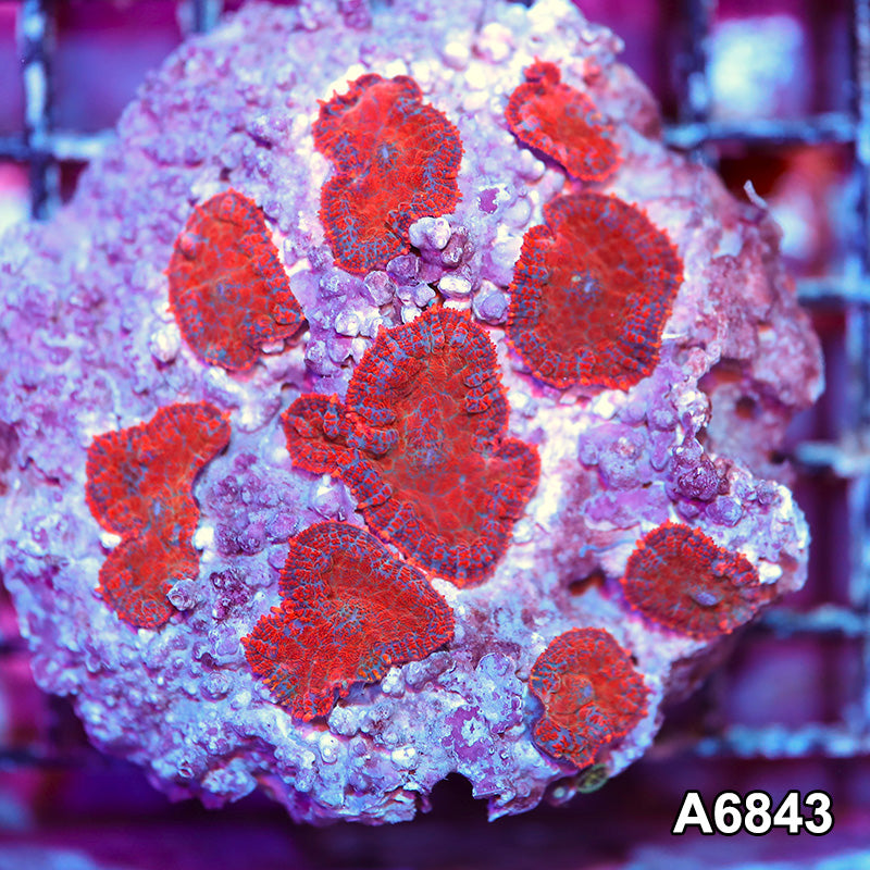Item#A6843IN6843(S) WYSIWYG Indo Ultra Rhodactis Mushroom Colony