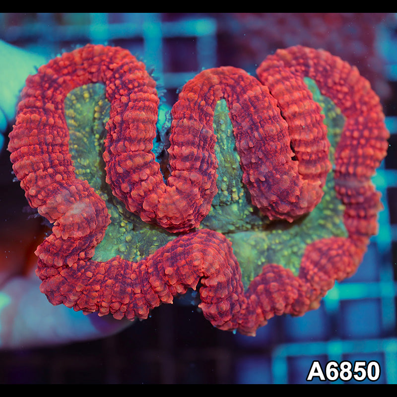 Item#A6850IN6850(M) WYSIWYG Indo Ultra Unique Symphyllia