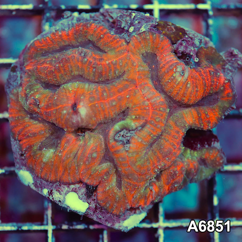 Item#A6851IN6851(M) WYSIWYG Indo Ultra Unique Lobohyllia Colony