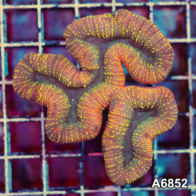 Item#A6852IN6852(M) WYSIWYG Indo Ultra Unique Lobophyllia Colony