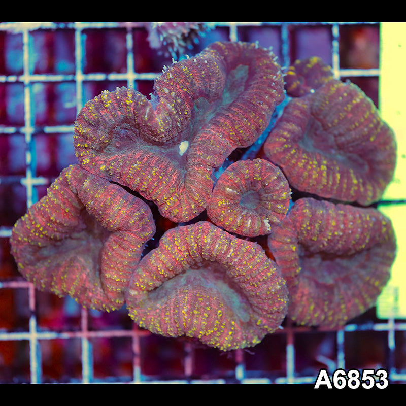Item#A6853IN6853(M) WYSIWYG Indo Ultra Unique Lobophyllia Colony
