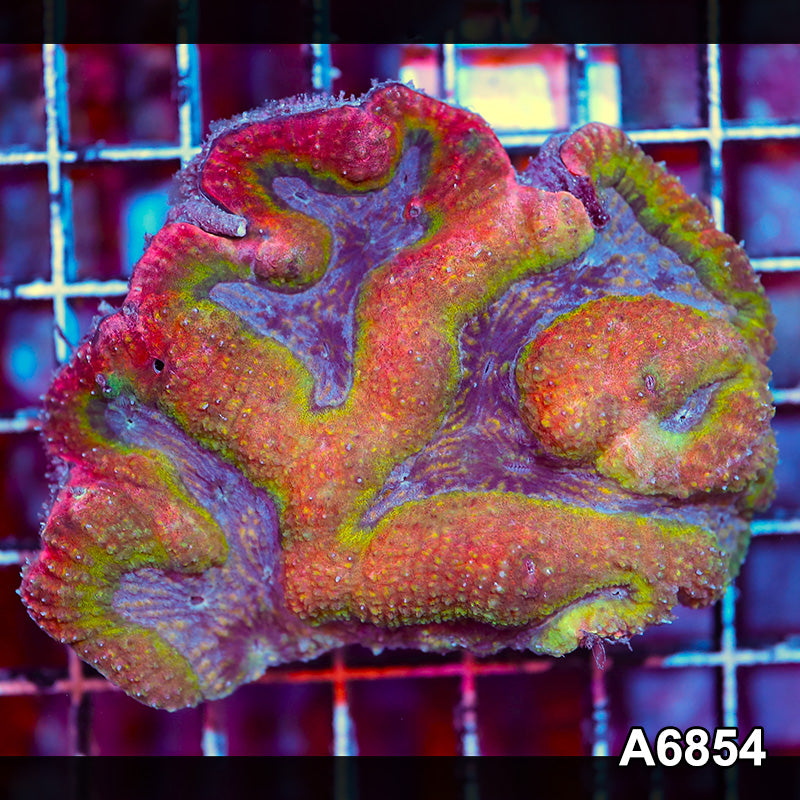 Item#A6854IN6854(M) WYSIWYG Indo Rainbow Symphyllia Colony