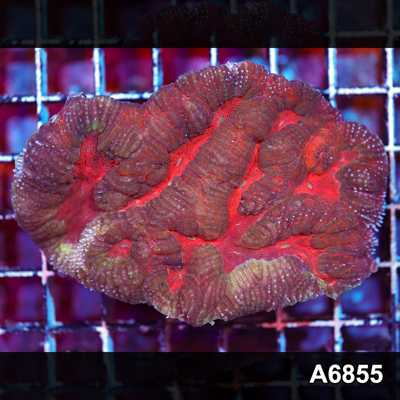 Item#A6855IN6855(M) WYSIWYG Indo Ultra Unique Symphyllia Colony