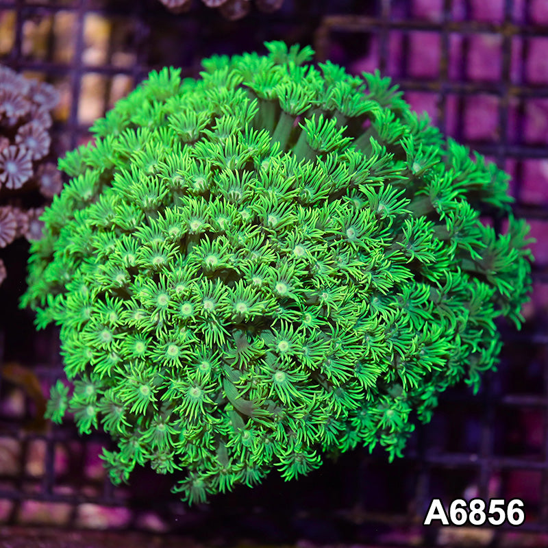 Item#A6856IN6856(L) WYSIWYG Aussie Ultra Tip Goniopora Colony