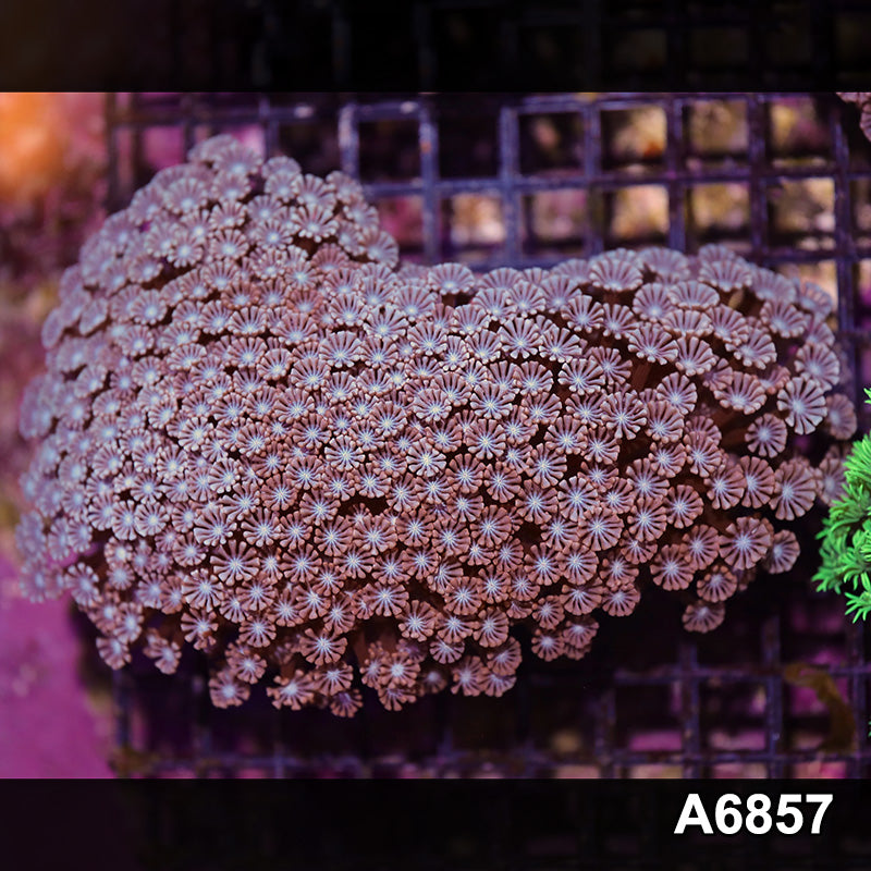 Item#A6857IN6857(L) WYSIWYG Aussie Ultra Alveopora Colony