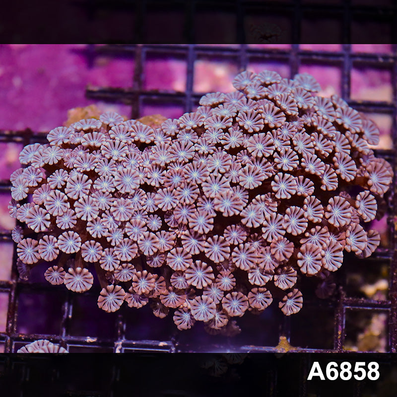 Item#A6858IN6858(L) WYSIWYG Aussie Ultra Alveopora Colony