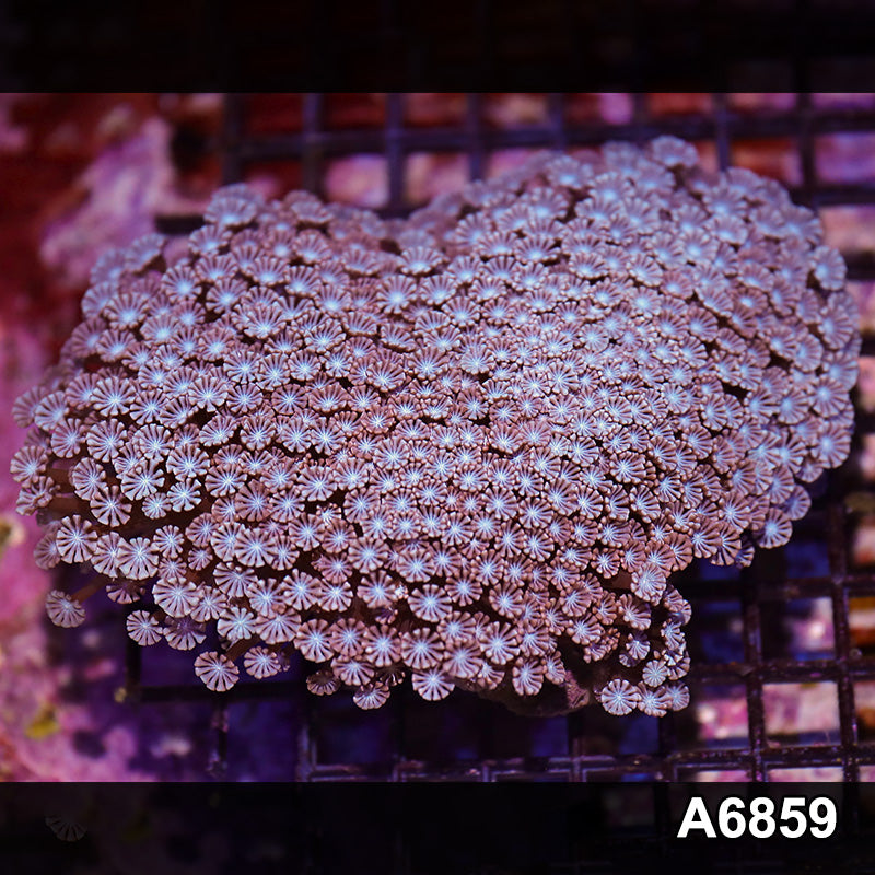 Item#A6859IN6859(L) WYSIWYG Aussie Ultra Alveopora Colony