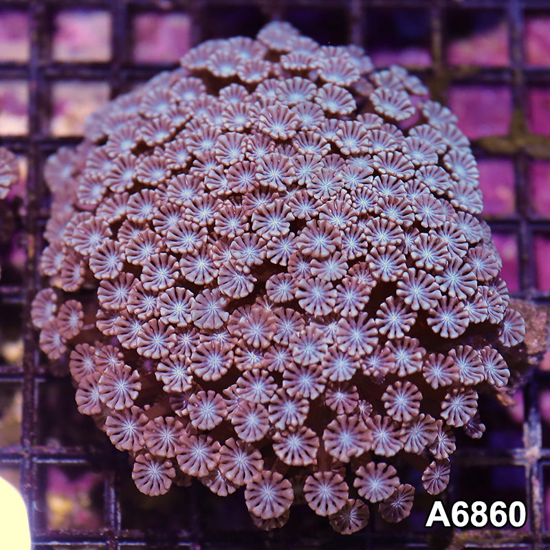Item#A6860IN6860(M) WYSIWYG Aussie Ultra Alveopora Colony