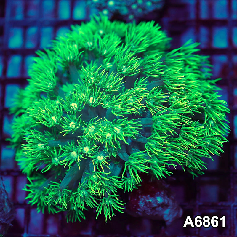Item#A6861IN6861(M) WYSIWYG Aussie Ultra Goniopora Colony