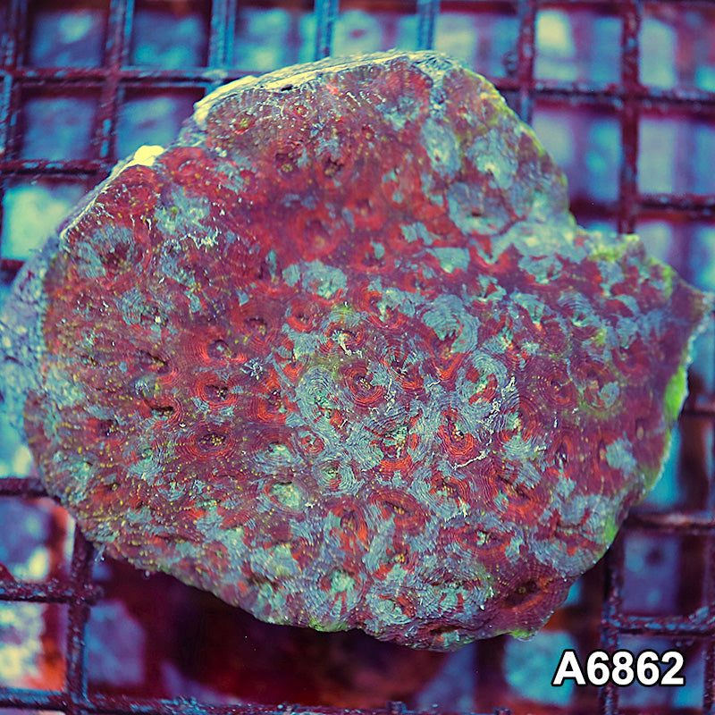 Item#A6862IN6862(M) WYSIWYG Indo Ultra Echinata Colony