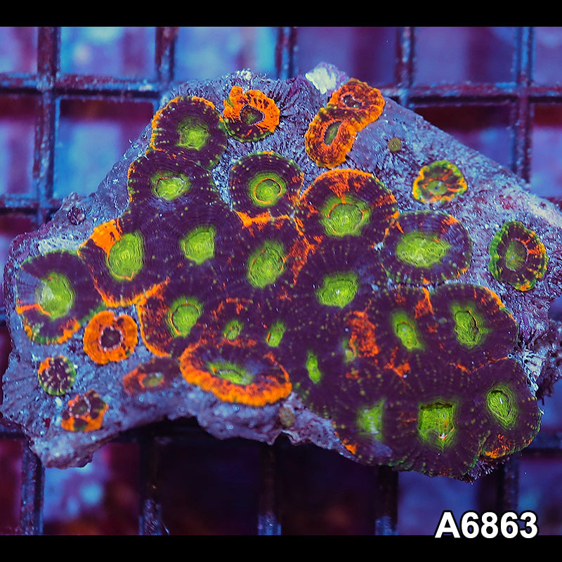 Item#A6863IN6863(S) WYSIWYG Indo Ultra Unique Echinata Mini Colony
