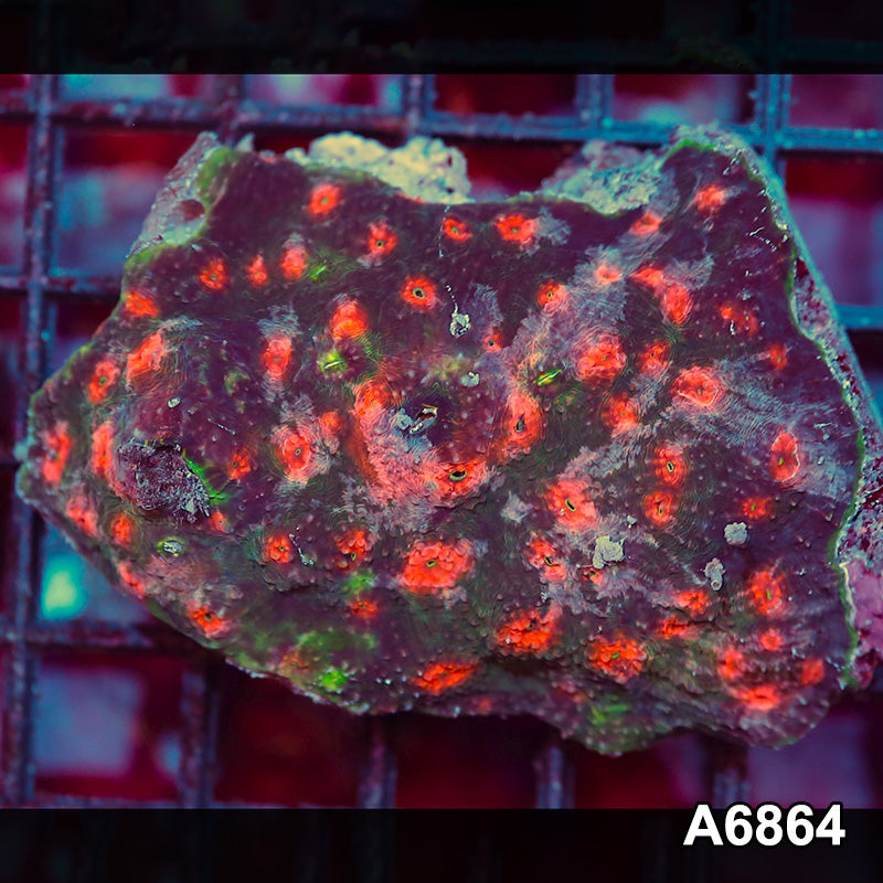 Item#A6864IN6864(S) WYSIWYG Indo Ultra Unique Chalice Colony