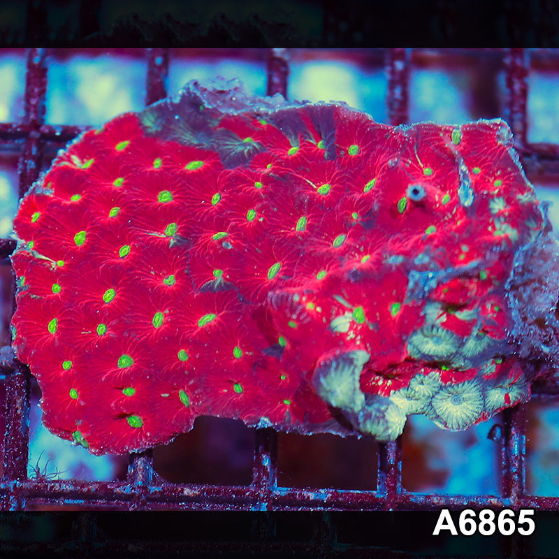 Item#A6865IN6865(S) WYSIWYG Indo Ultra Favites Mini Colony