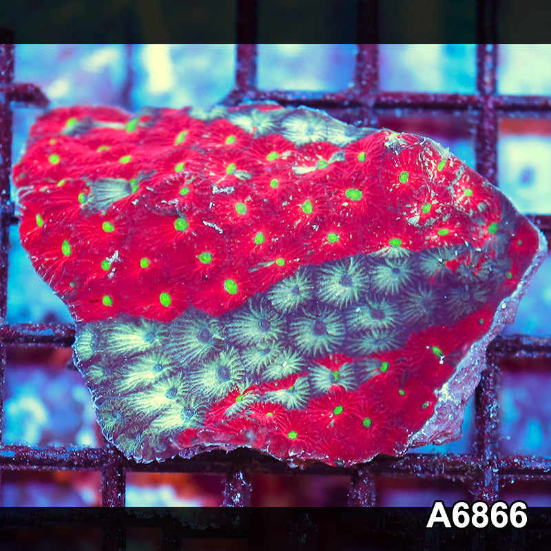 Item#A6866IN6866(S) WYSIWYG Indo Ultra Favites Mini Colony