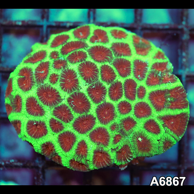 Item#A6867IN6867(S) WYSIWYG Indo Ultra Watermelon Favia Colony
