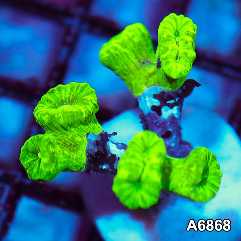 Item#A6868IN6868(S) WYSIWYG Indo Ultra Kryptonite Candy Cane Frag
