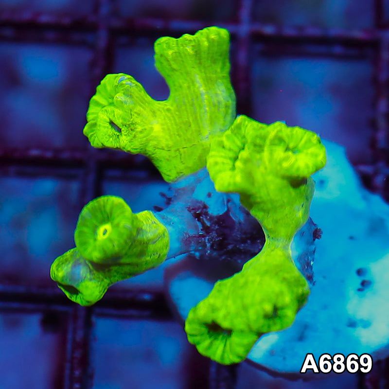 Item#A6869IN6869(S) WYSIWYG Indo Ultra Kryptonite Candy Cane Frag