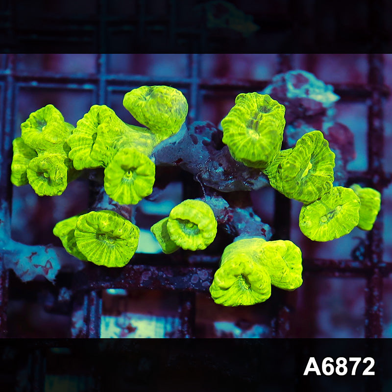 Item#A6872IN6872(M) WYSIWYG Indo Ultra Kryptonite Candy Cane Colony