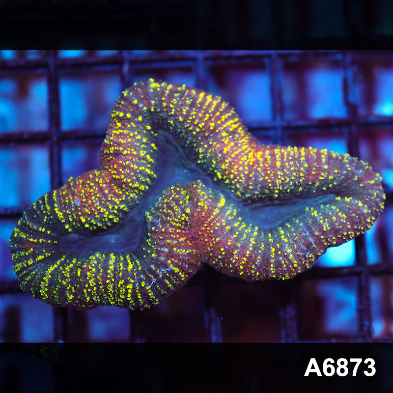 Item#A6873IN6873(S) WYSIWYG Indo Ultra Unique Lobophyllia Frag