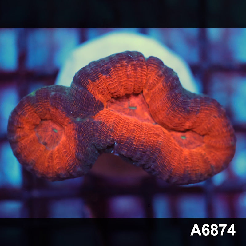 Item#A6874IN6874(S) WYSIWYG Indo Ultra Lobophyllia Frag