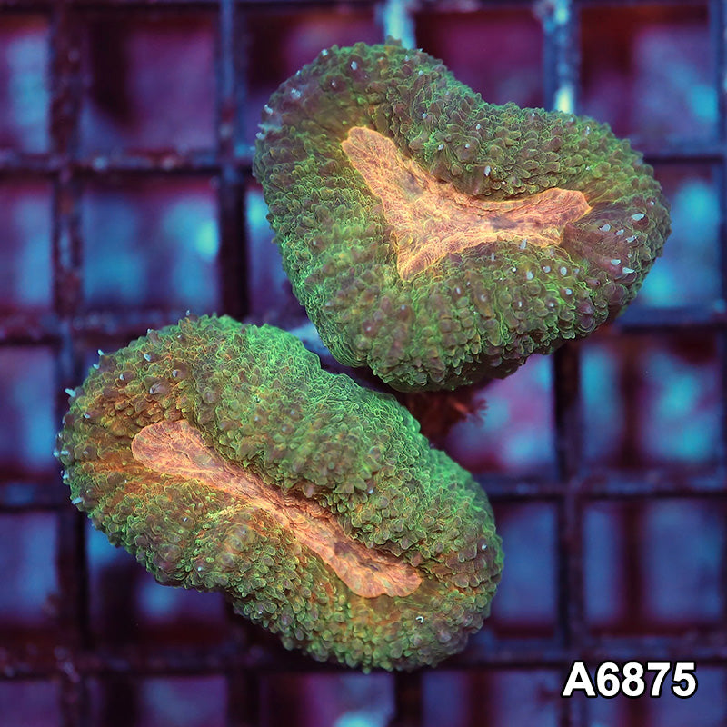 Item#A6875IN6875(S) WYSIWYG Indo Ultra Unique Lobophyllia Frag