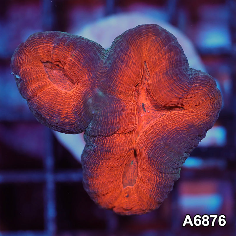 Item#A6876IN6876(S) WYSIWYG Indo Ultra Lobophyllia Frag