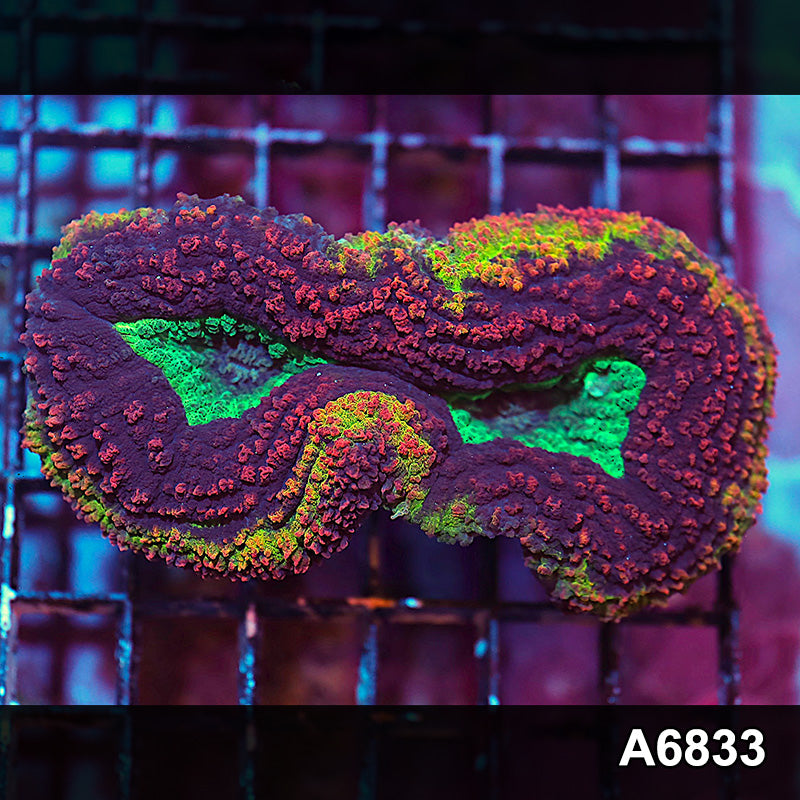 Item#A6883IN6883(M) WYSIWYG Aussie Rainbow Volcano Lobophyllia