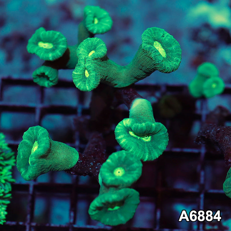 Item#A6884IN6884(M) WYSIWYG Aussie Ultra Candy Cane Colony