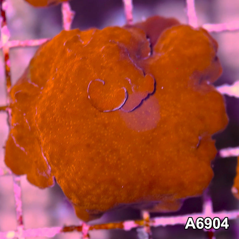Item#A6904SP6904(S) Hand Selected Orange Psammacora Frag 08