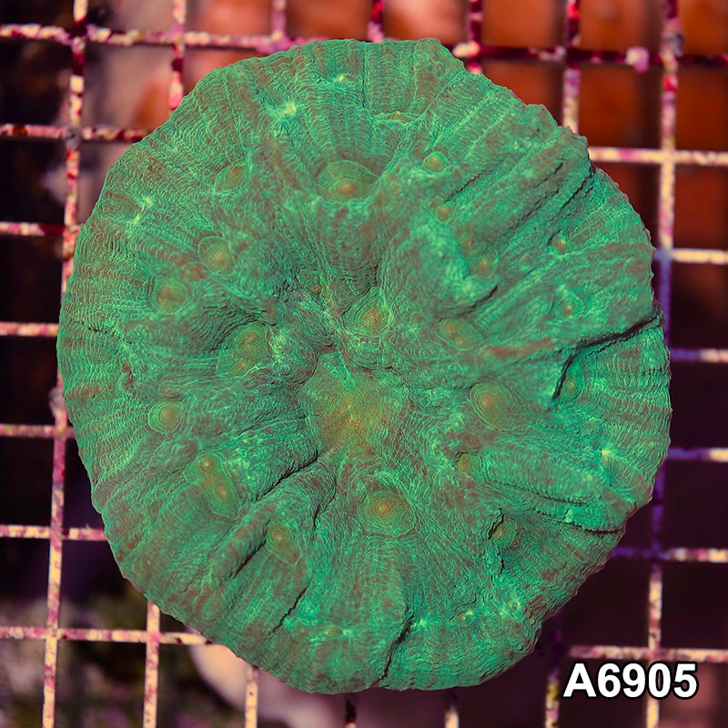 Item#A6905SP6905(S) WYSIWYG Aussie Cultured Flame Pectinia Colony