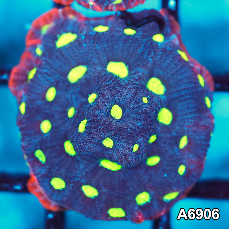 Item#A6906FM6906(S) Hand Selected War Coral Favites Frag 03