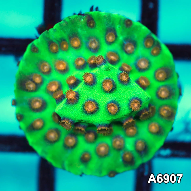 Item#A6907FM6907(S) Hand Selected South Beach Cyphastrea Frag 04