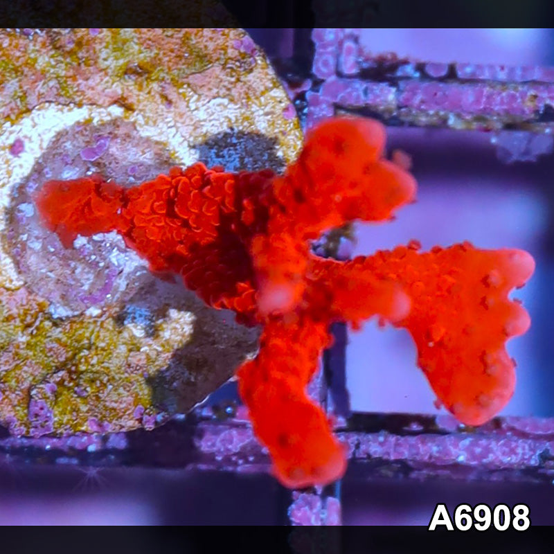 Item#A6908FM6908(S) HAnd Selected Manila Spy Branching Setosa Montipora Frag 09