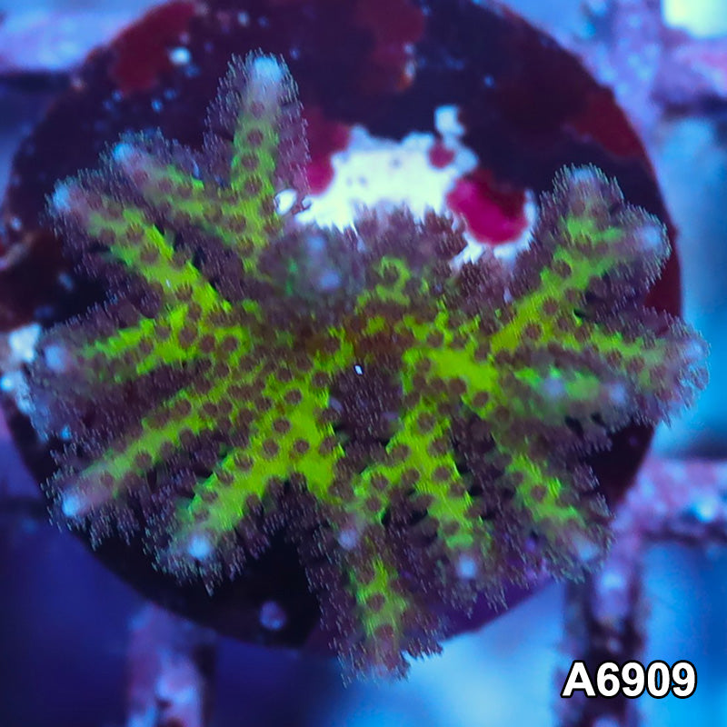 Item#A6909FM6909(S) Hand Selected Indo Ultra Birdsnest Frag 01