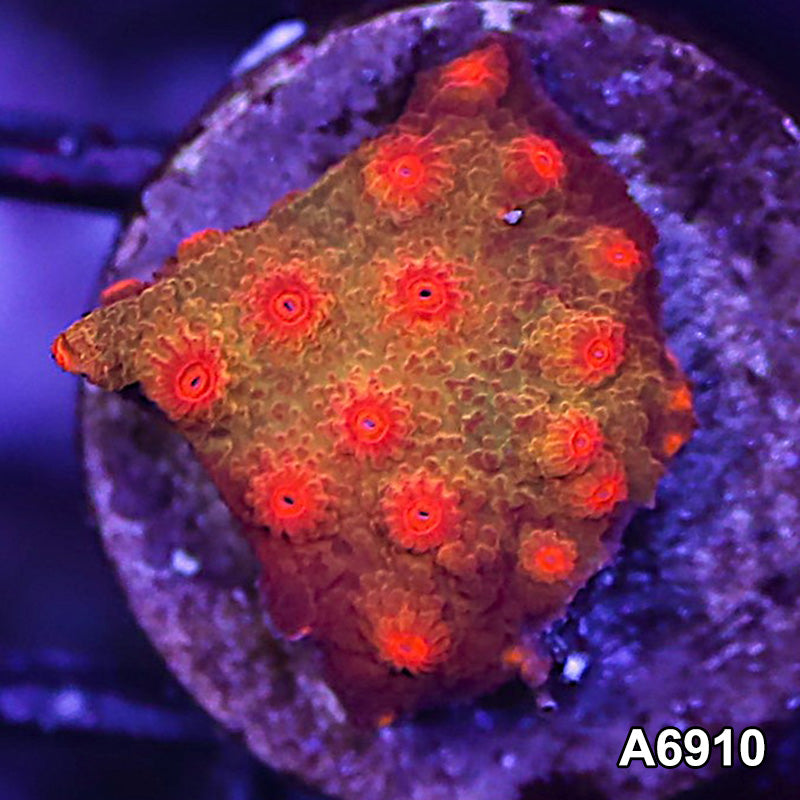Item#A6910FM6910(S) Hand Selected Blood Shot Cyphastrea Frag 05