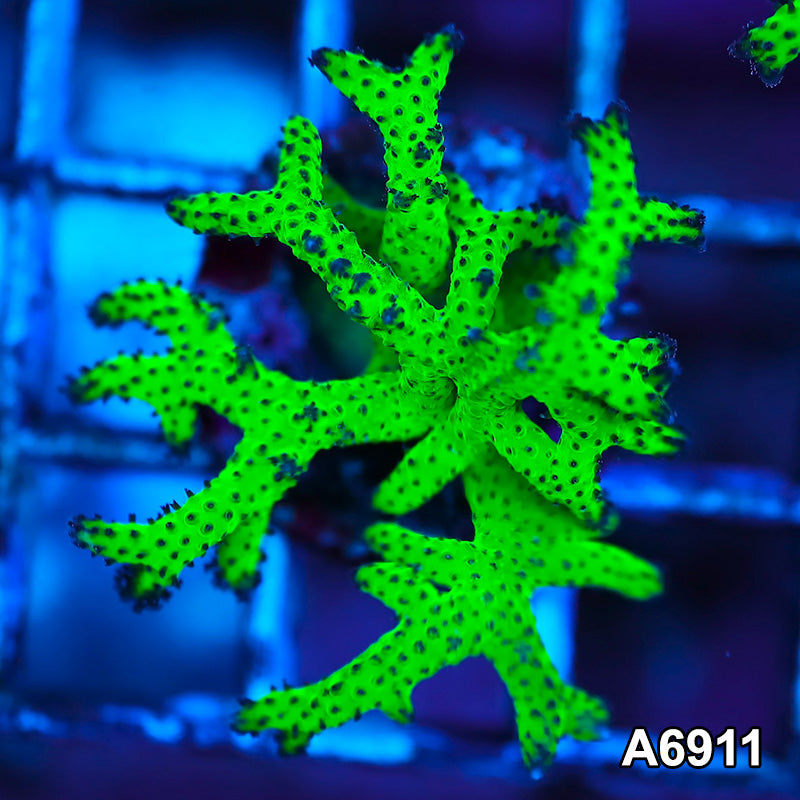 Item#A6911FM6911(S) Hand selected Neon Green Birdsnest Frag 02
