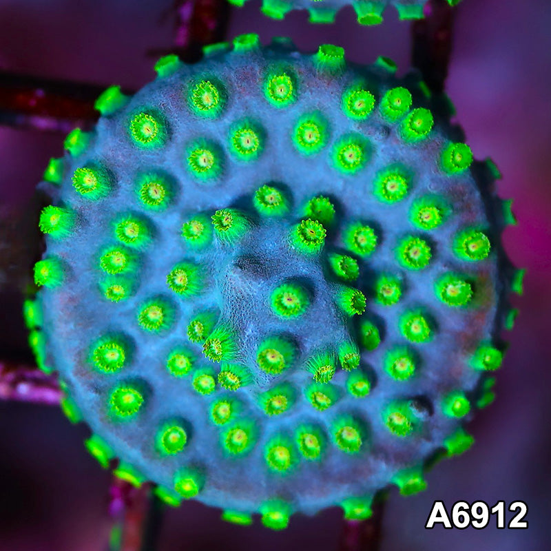 Item#A6912FM6912(S) Hand Selected Sponge Bob Cyphastrea Frag 01