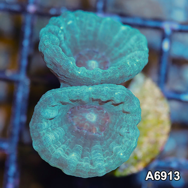Item#A6913IN6913(S) Hand Selected Indo Ultra Candy Cane Frag 01