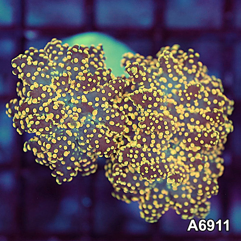 Item#A6911LW6911(S) WYSIWYG Indo Ultra Tip Branching Frogspawn