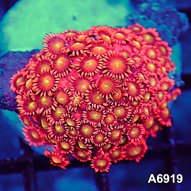 Item#A6919LW6919(S) WYSIWYG Indo Ultra Goniopora Colony