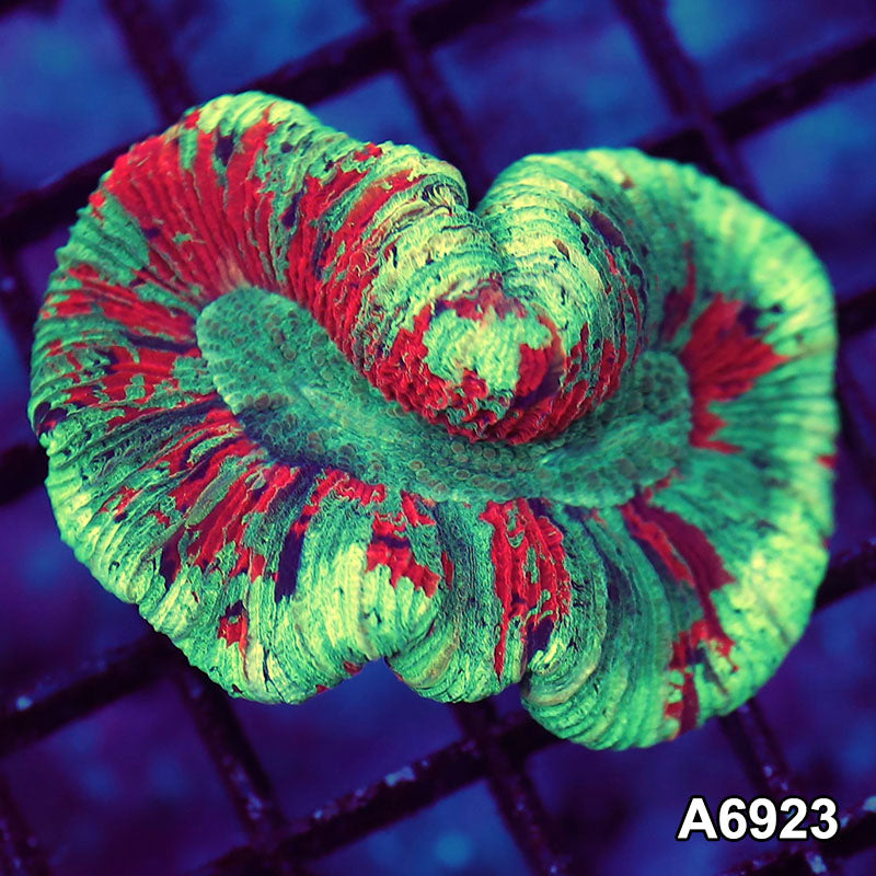 Item#A6923LW6923(S) WYSIWYG Aussie Ultra Unique Trachyphyllia