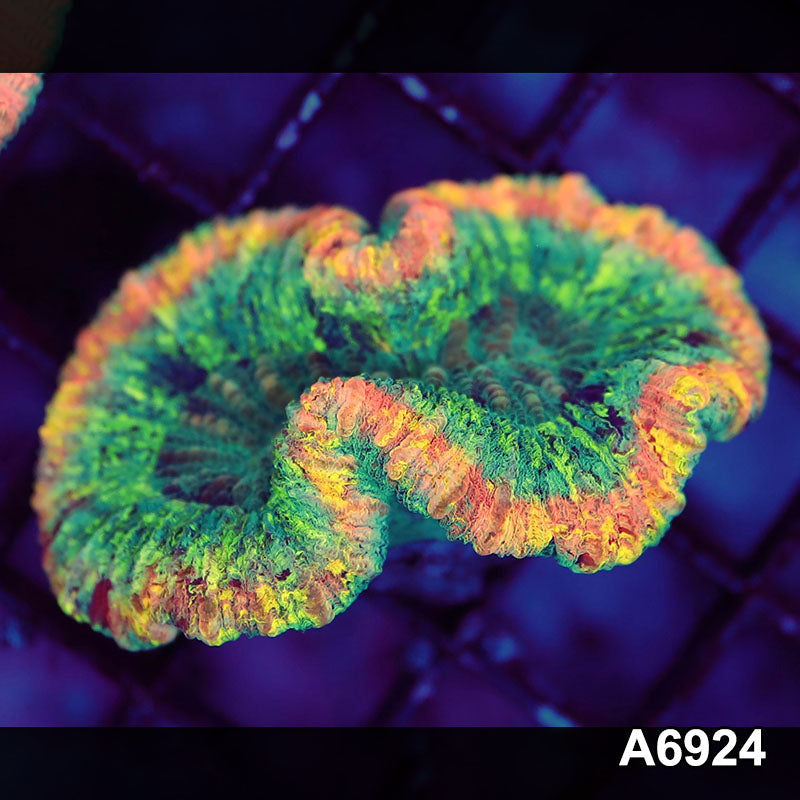 Item#A6924LW6924(S) WYSIWYG Aussie Rainbow Trachyphyllia