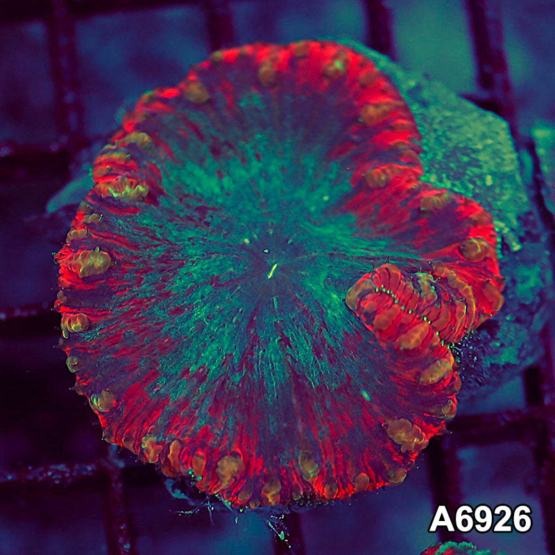 Item#A6926LW6926(S) WYSIWYG Indo Ultra Unique Large Polyp Blastomussa