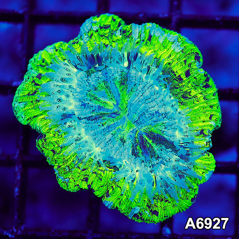 Item#A6927LW6927(S) WYSIWYG Aussie Ultra Unique Trachyphyllia