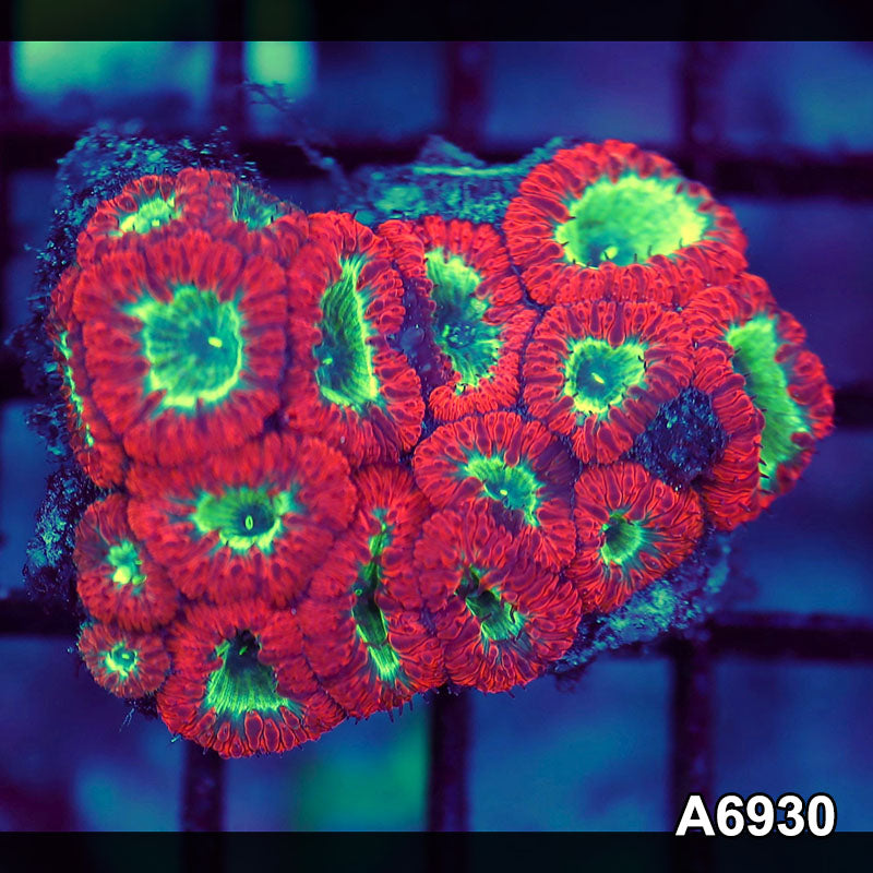Item#A6930LW6930(S) WYSIWYG Aussie Ultra Blastomussa Colony